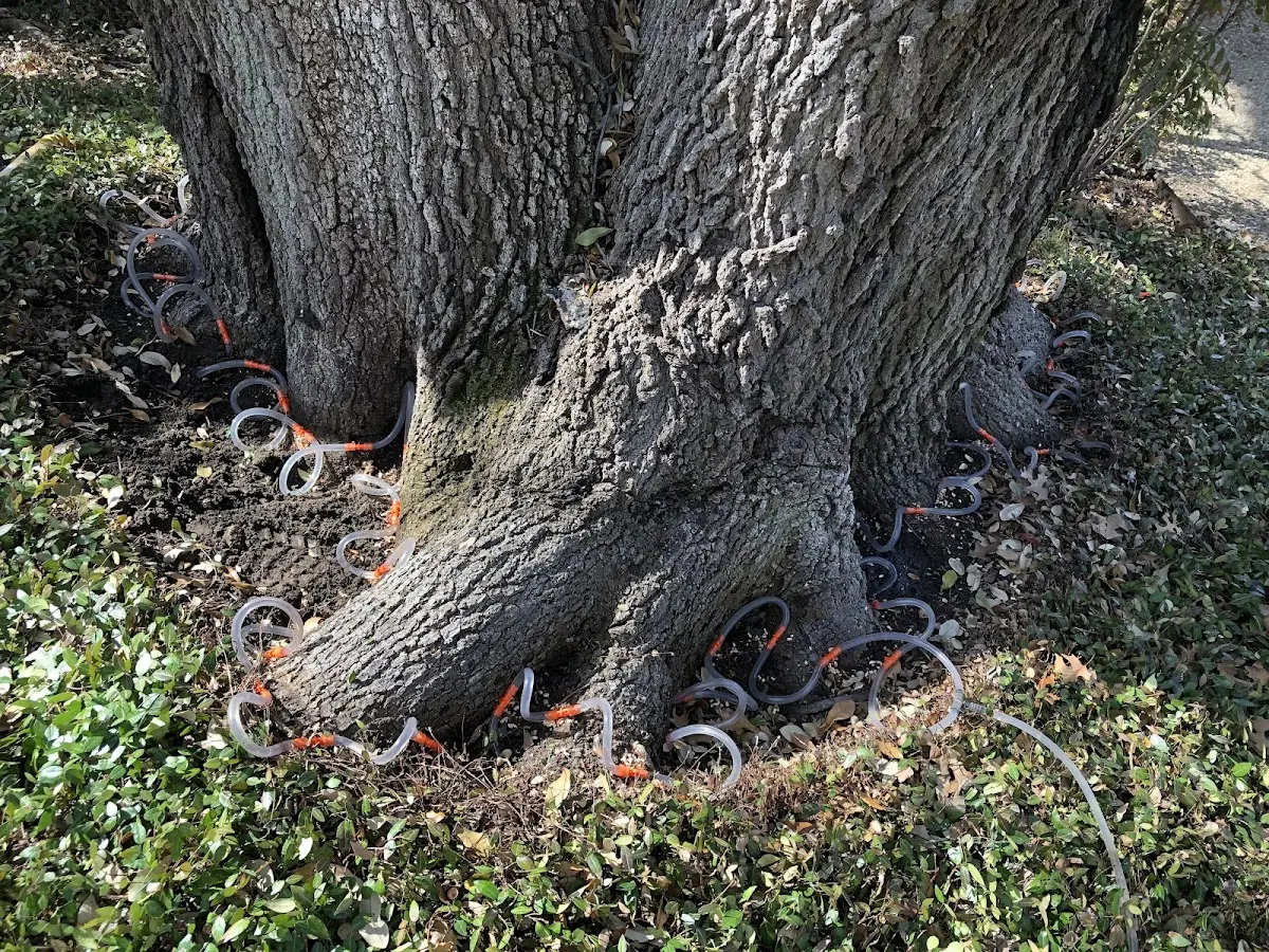 Detailed Tree Cabling and Bracing job site in Fountain