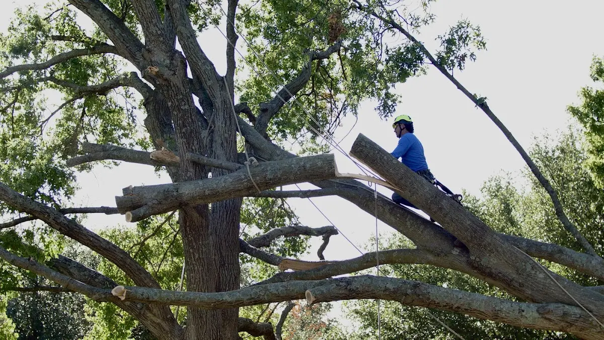 Professional Crown Thinning performed by certified arborists in Fountain