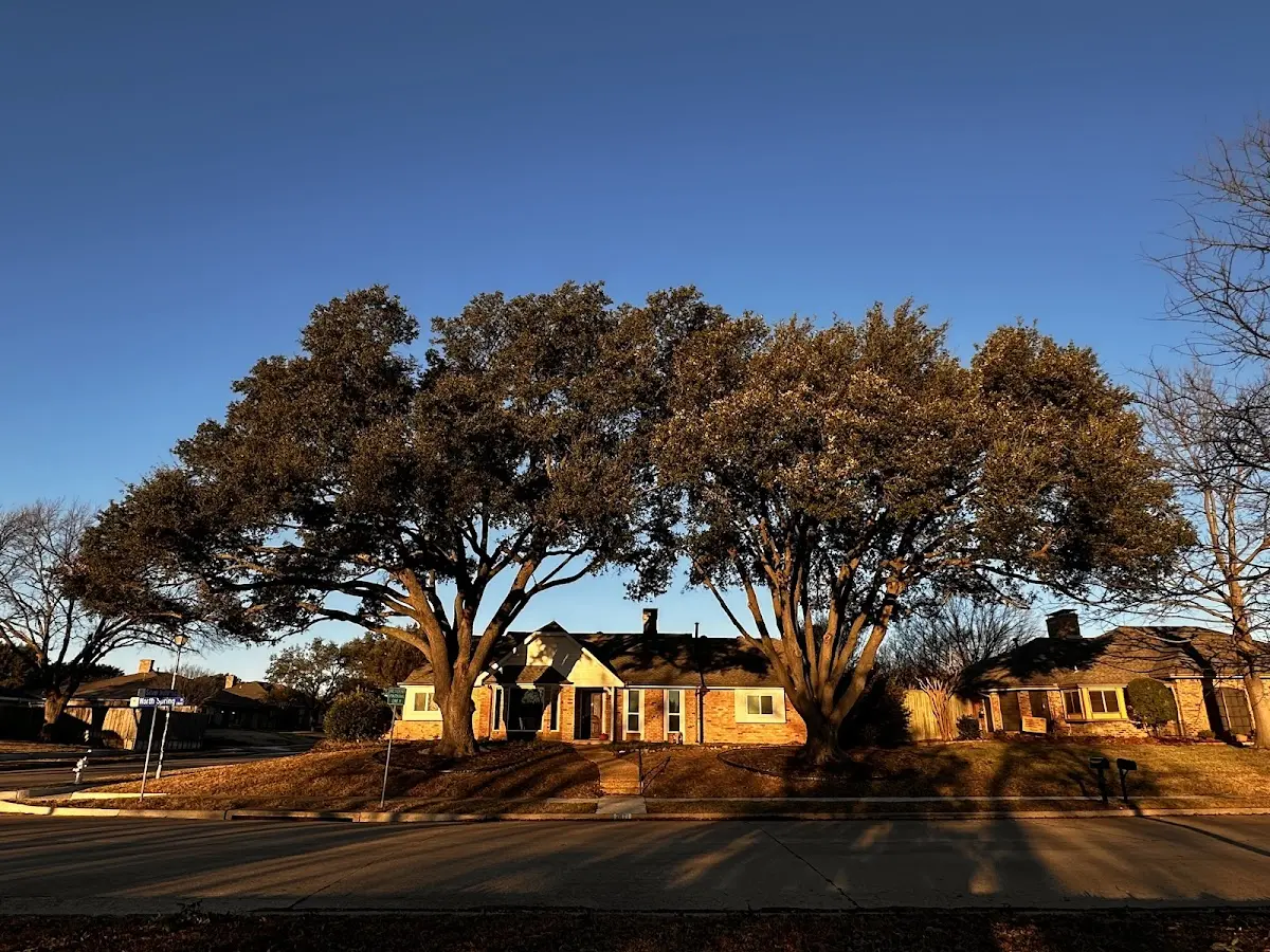 Established residential canopy tree shading a home in Fountain